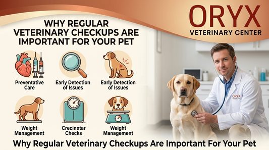 Why Regular Veterinary Checkups Are Important for Your Pet