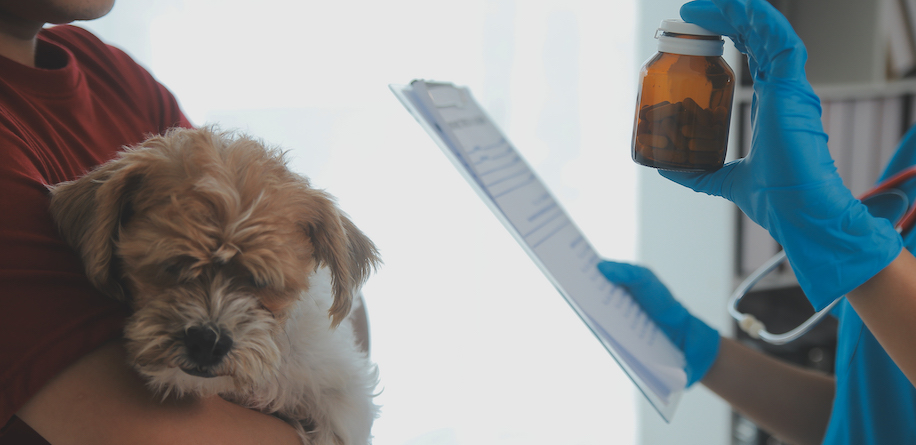 vecteezy closeup shot of veterinarian hands checking dog by 44786772